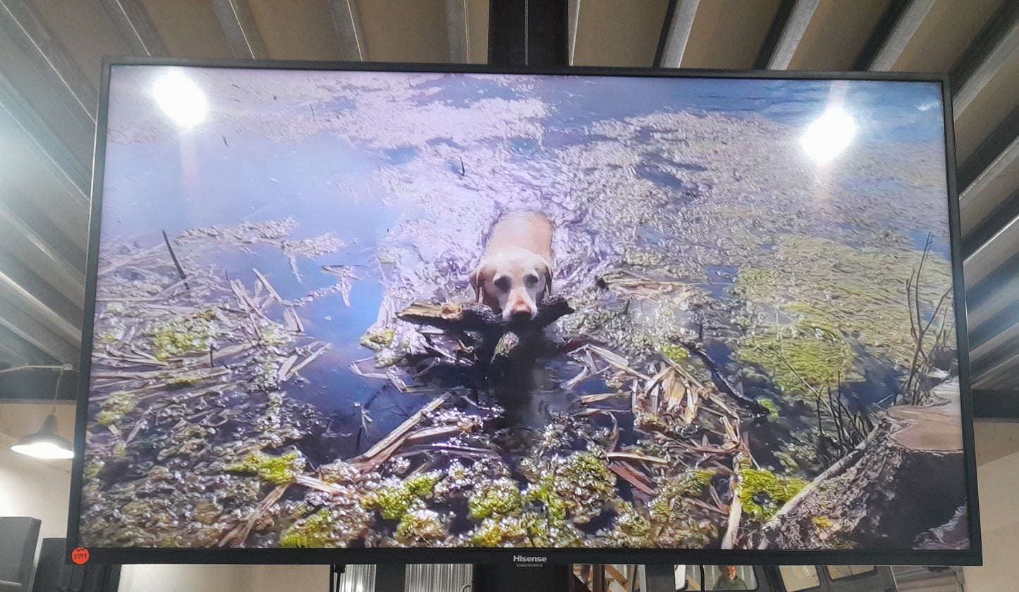 Hisense 49" Smart TV showcasing vibrant image quality with a dog in water.